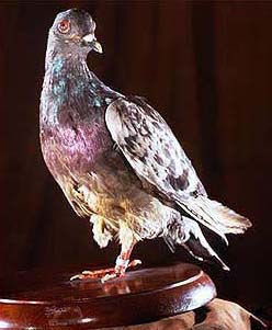 Cher Ami, le pigeon voyageur de la Première Guerre mondiale naturalisé et exposé au Smithsonian Institution, avec sa patte droite amputée suite à ses blessures du 4 octobre 1918